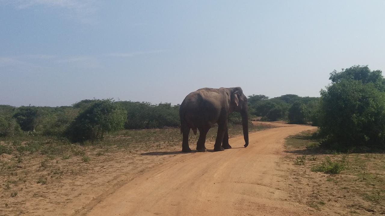 Amawin Resort Hambantota Eksteriør billede